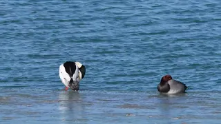 A North American fine looking drake Common Merganser preens as a Redhead sleeps on the ice