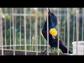 Download Lagu Masteran burung SOGOK ONTONG - Olive backed Sunbird