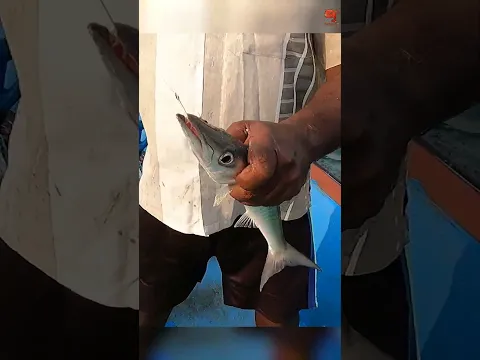 Catching Barracuda Using Squid as Bait! #fishing #fishingvideos #fishingtime