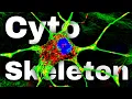 Cytoskeleton Structure and Function Actin Filaments Microtubules Intermediate Filaments