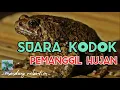 Download Lagu SUARA KODOK PEMANGGIL HUJAN BIKIN RELAXS, BIKIN CEPAT TIDUR.. (senandung relaxtion)..