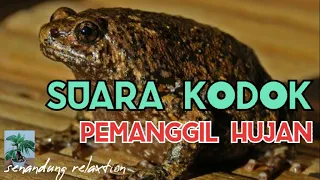 suara kodok pemanggil hujan bikin relaxs bikin cepat tidur senandung relaxtion 