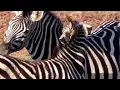 Download Lagu hewan kuda zebra pasangan#shorts