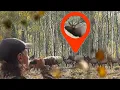 We found A TON of ELK - Colorado Public Land