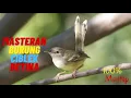Lagu SUARA PIKAT BURUNG CIBLEK KRISTAL BETINA