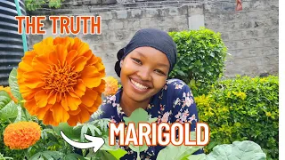 Why YOU Should Plant Marigolds EVERYWHERE