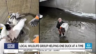 Utah nonprofit on a mission to save abandoned ducks