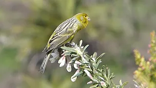 Canari Singing In Nature 