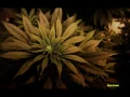 Julian Marley & Stephen Marley - A Little Too Late