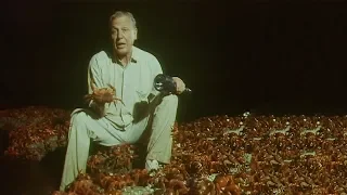 120 Million Crabs Spawning on One Beach Trials Of Life BBC Earth