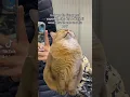 Download Lagu Tik tok : fontanesi_camilla https://vm.tiktok.com/ZGJEdLaej/