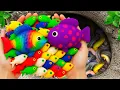 Download Lagu Catch Beautiful Ornamental Fish in Flood Fields, Crayfish, Metal Guppy, Goldfish, Eels, Puffer Fish