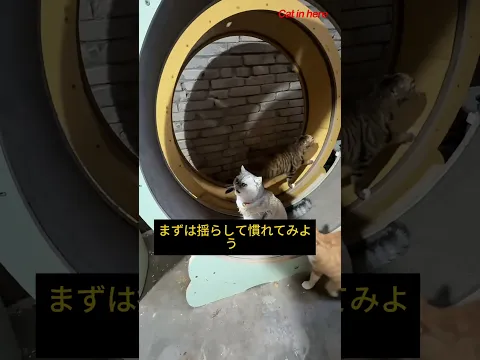 ムダにトレッドミルで走ることを教える #cat #funny