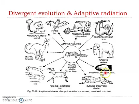 Download MP3 Evidences of evolution - Adaptive radiation