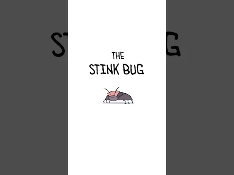 Stink Bug