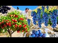Nomadic life in the Oak Mountains | An exciting journey to harvest grapes 🍇 and wild apples Dena