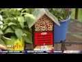 How to attract butterflies with Pike Nurseries