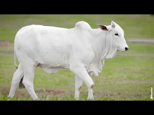 Novilha Nelore AFOM - 6161