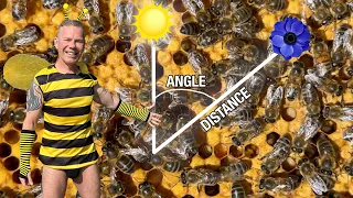 Download The Waggle Dance Explained! How Bees Communicate 🐝 MP3