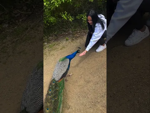 The Moment She Waited For... Finally Came True ❤️ 🦚