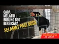 Download Lagu Melatih Burung Beo Bicara | Selamat pagi boss