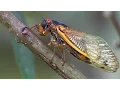Download Lagu Periodical Cicadas Overrun the Forest | Planet Earth | BBC Earth
