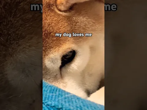 WAKE UP DOGE #cutenessoverload