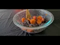 Easy Halloween Pasta Salad Party Recipe