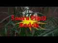 Download Lagu SUARA PIKAT KODOK, Kodok dijamin mendekat