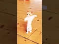 Dj wale babu songs cat dance #shorts #shortsfeed #youtubeshorts