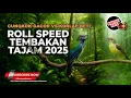 Roll Speed Tembakan Tajam 2025 Cucak Cungkok Super Gacor vs Kolibri Manggar Betina Necret Rapet
