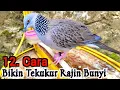 Download Lagu Cara Merawat Burung Tekukur Agar Cepat Bunyi Dan Gacor Dirumah