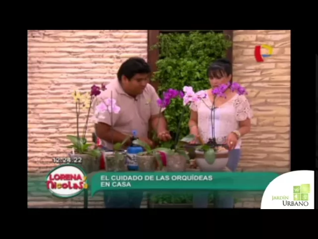 COMO CUIDAR LAS ORQUIDEAS