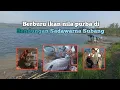 Download Lagu Mancing di bendungan sadawarna - Eps. 2