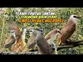 Download Lagu trucukan gacor TARUNG ROPEL PANJANG pancingan trucukan agar bunyi jadikan burung trucuk gacor EMOSI
