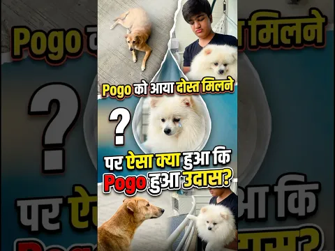 Pogo or uska Dost 🐶🦮 #youtubeshorts #hearttouching #sad