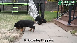 Adorable Rottweiler Puppies