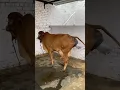 Download Lagu Pure Gir cow 🔥🙏🙏 subscribe to our channel for more videos