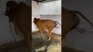 Pure Gir Cow Subscribe To Our Channel For More Videos 