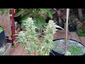 Week 9 update on da Hawaiian Cheese Cake