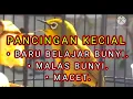 Download Lagu KECIAL KUNING PANCINGAN UNTUK BURUNG BELAJAR BUNYI DAN MALAS BUNYI ☑️