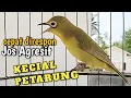 Download Lagu Kecial joss Agresif Super Gacor Pancingan ampuh kecial agar rajin Joss