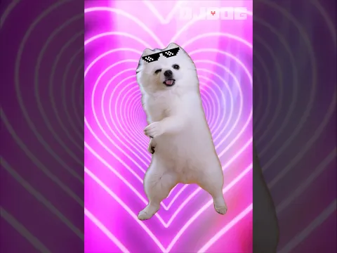 어딘가 살짝 잘못된 강아지 뮤직 댄스 챌린지