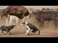 20 funny pictures taken at the right time