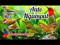 Mp3 suara pikat burung kecil kejepit auto nempel | burung kecil langsung turun | terampuh