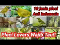 Lagu Mengenal 10 Jenis dan Ciri-Ciri Burung Pleci Asli Indonesia || Pleci Lovers Wajib Tau!!