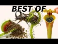 My Craziest Flytrap s of 2025