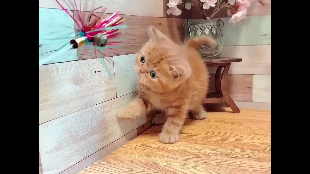 動画
