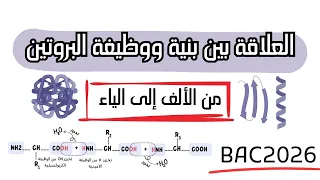 العلاقة بين بنية ووظيفة البروتين من الألف إلى الياء الوحدة 2 باك 2026 فهم مضمون كالعادة 