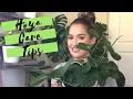Download Lagu Hoya Care | My Best Tips \u0026 Tricks To Make Your Hoyas Happy
